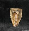 Inch Long Triceratops Tooth - Montana #1136-1